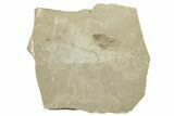 Detailed Fossil Feather and Leaf - Green River Formation, Utah #244676-1